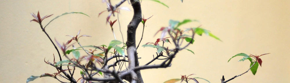 Multi Currency Wallet with excahnge